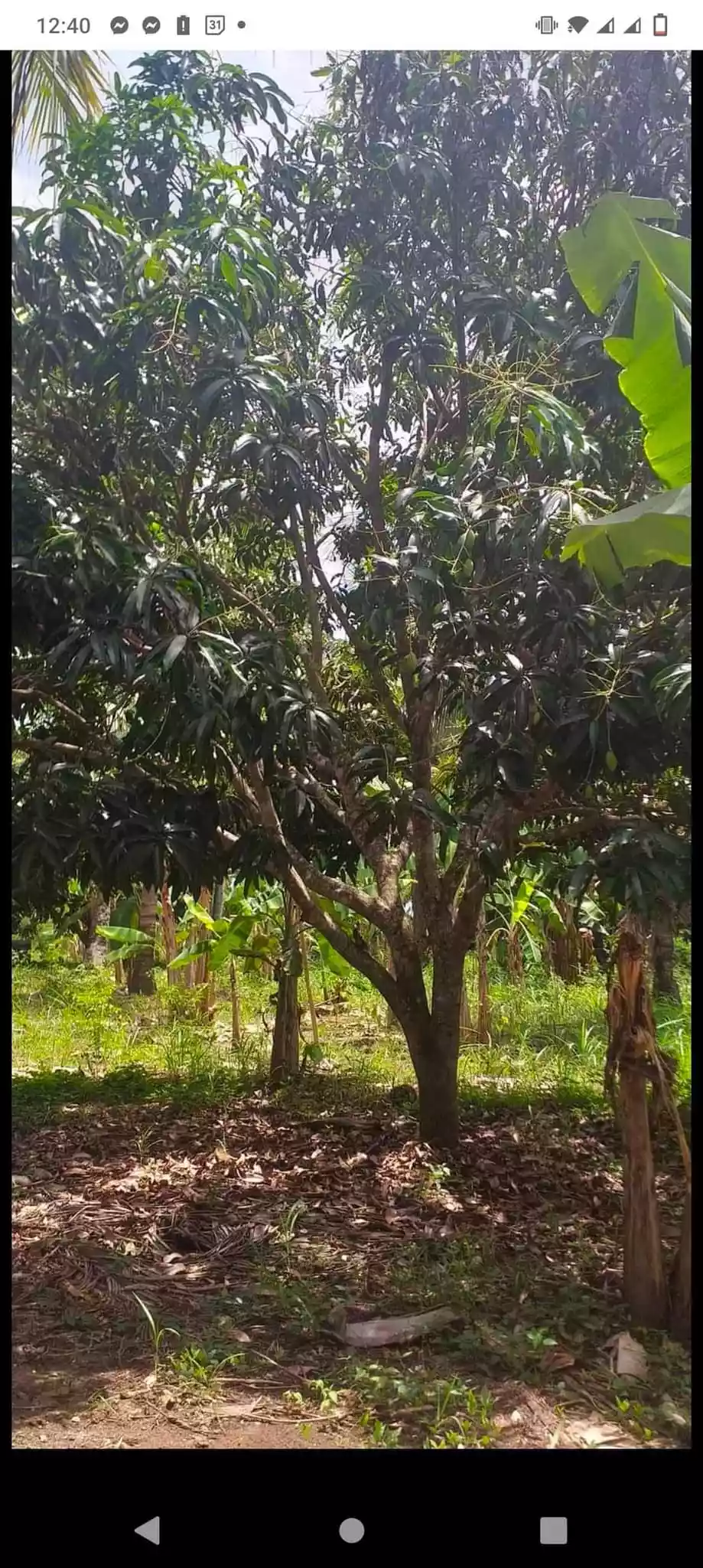 Alabel bagacay lot - photo 6