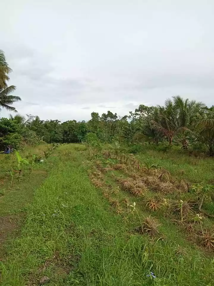 Residential Lot for Sale in Sagbayan, Bohol — Residential Lot in Sagbayan - Danao Road, Sagbayan, Bohol — Photo 4