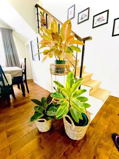 House and Lot for Rent in Casa Rosita Banawa Cebu City — House and Lot in Cebu City, Cebu, Philippines — Photo 6
