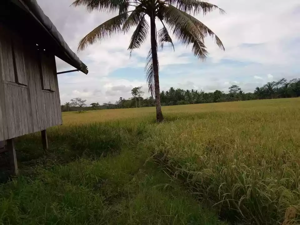 3 Hectares Ricefield or Basakan in Esperanza, Agusan Del Sur - photo 4