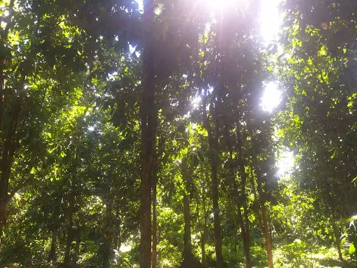 Farm/Residential Lot For Sale — Agricultural Lot in Maguindanaoan Ln, Tugbok, Davao City — Photo 4