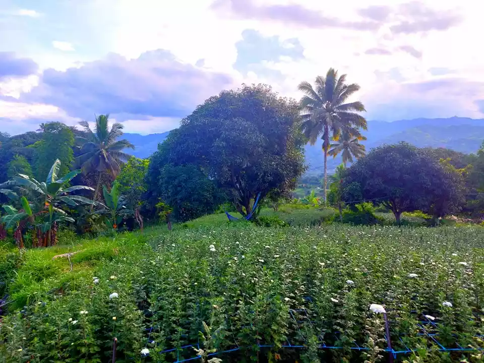 4000 sqm LOT IN BABAG 2, CEBU CITY  - photo 6