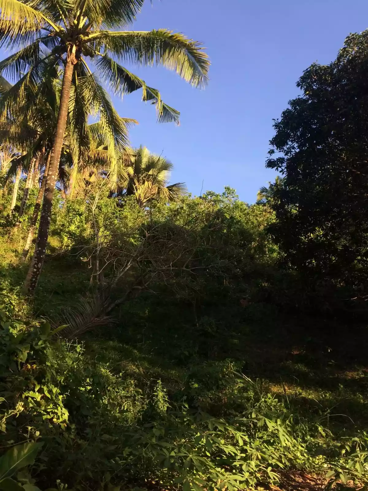 Farm Lot for Sale - photo 3