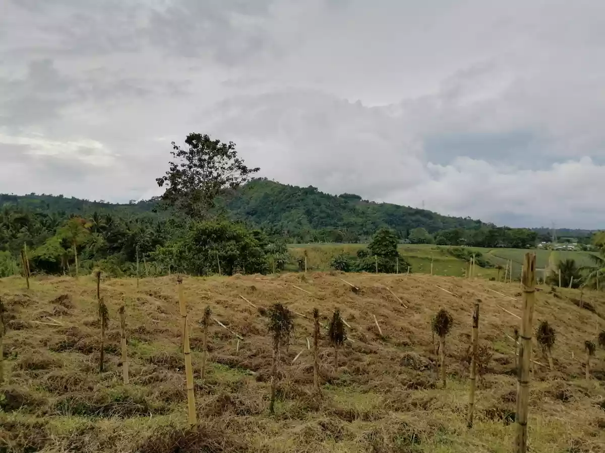 Beautiful Farm in Kablon Tupi For Sale - photo 7