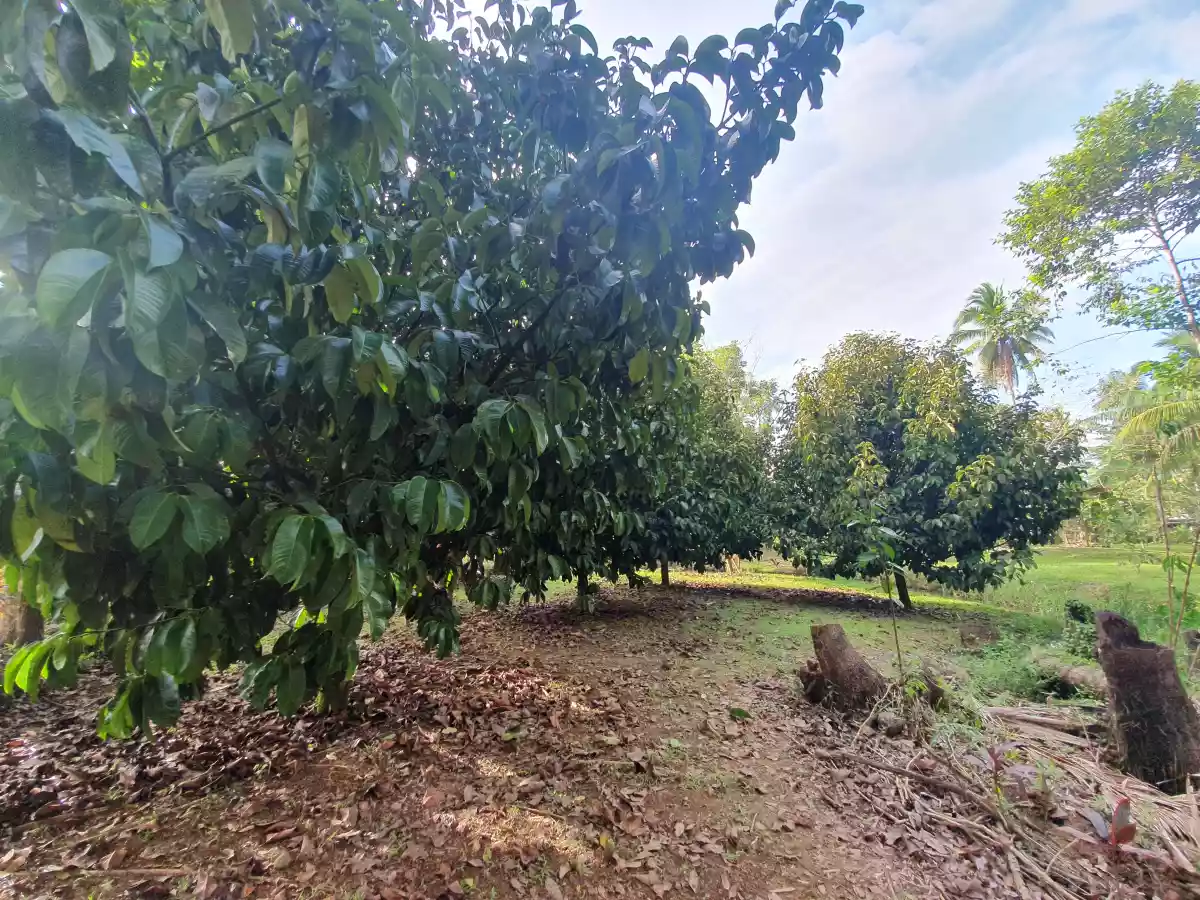 PRIVATE FARM RESORT WITH SWIMMING POOL — Agricultural Lot in Trento, Agusan del Sur, Philippines — Photo 3