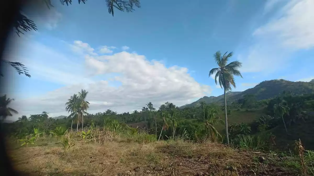 Agricultural Lot in McKinley, Sulop, Davao del Sur - photo 4