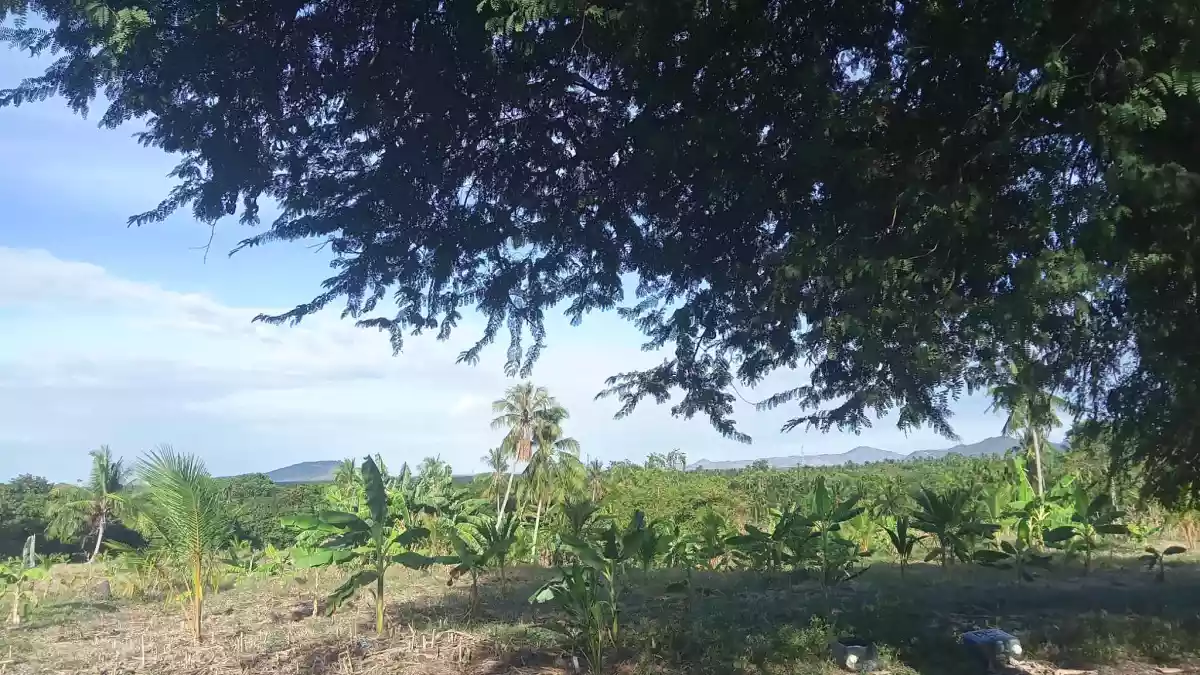 Agricultural Lot in McKinley, Sulop, Davao del Sur - photo 2