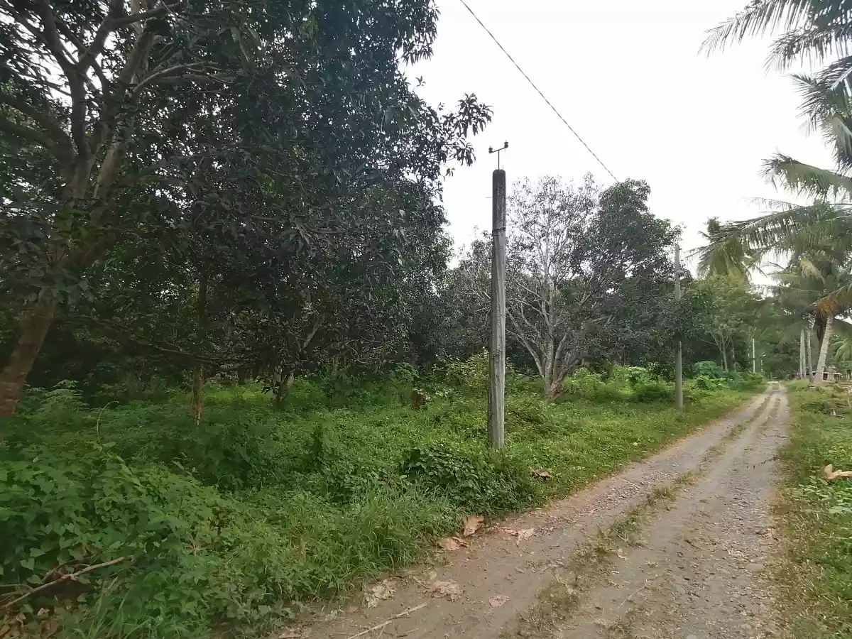 Katangawan Lot - photo 3