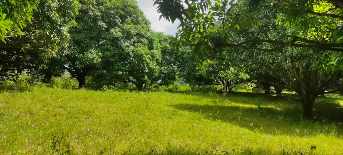Mango Farm (Sacrifice Sale) — Agricultural Lot in Barili, Cebu, Philippines — Photo 4