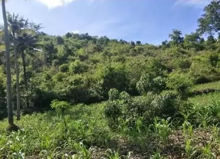 Agricultural land - photo 4