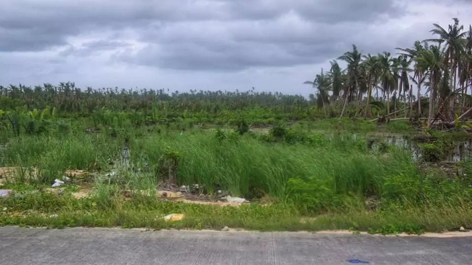 FLAT LANDS FOR SALE IN GENERAL LUNA,SIARGAO — Agricultural Lot in General Luna, Surigao del Norte, Philippines — Photo 6