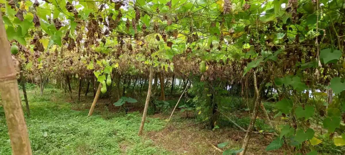 4.5 hectares Farm Lot for Sale in Kaatuan, Lantapan, Bukidnon