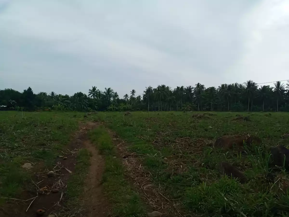 1.9 Hectares Jantianon, Amlan Negros Oriental - photo 5