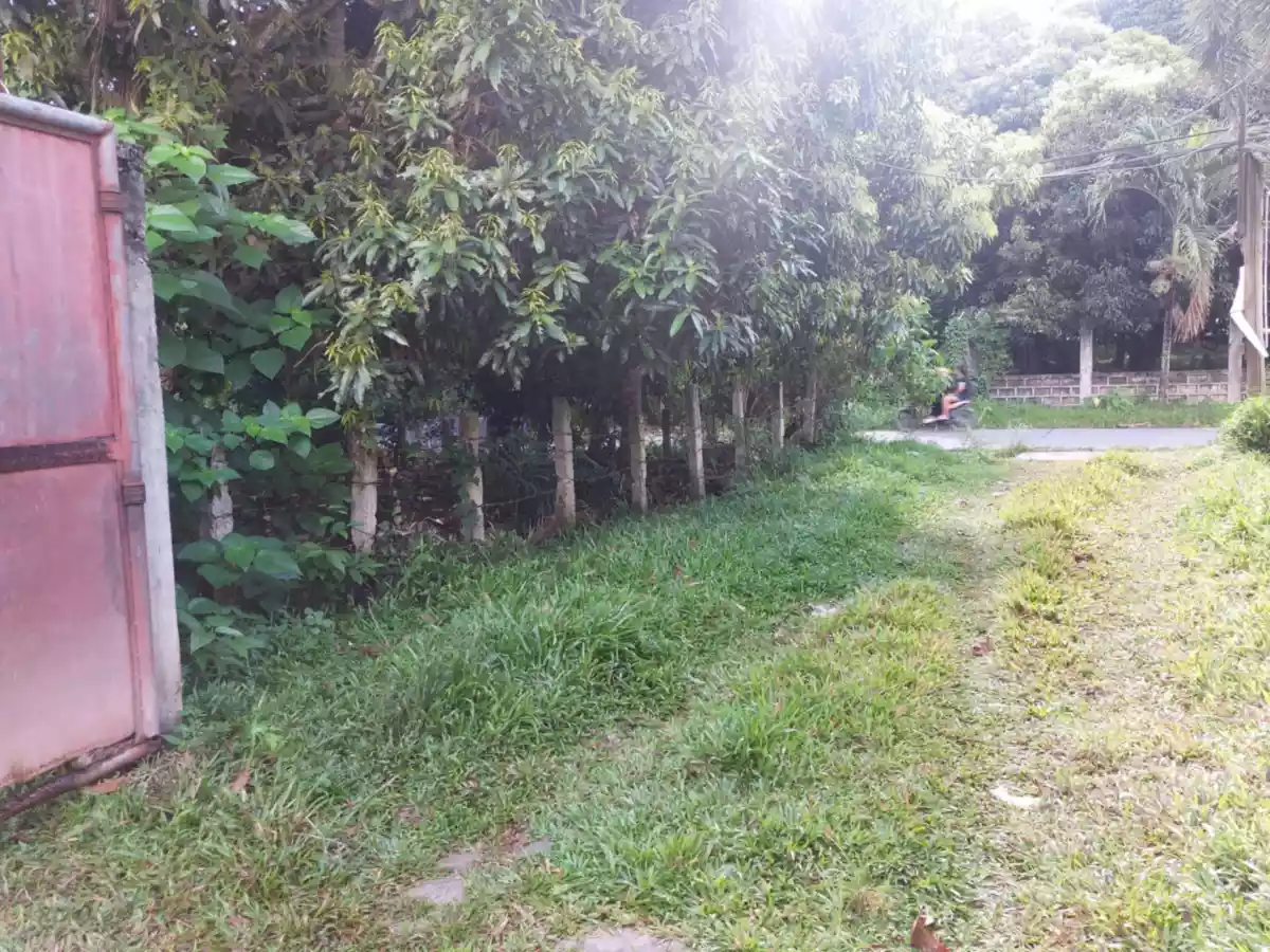 Farm Lot Convertible to Residential — Agricultural Lot in Negros Oriental, Philippines — Photo 6