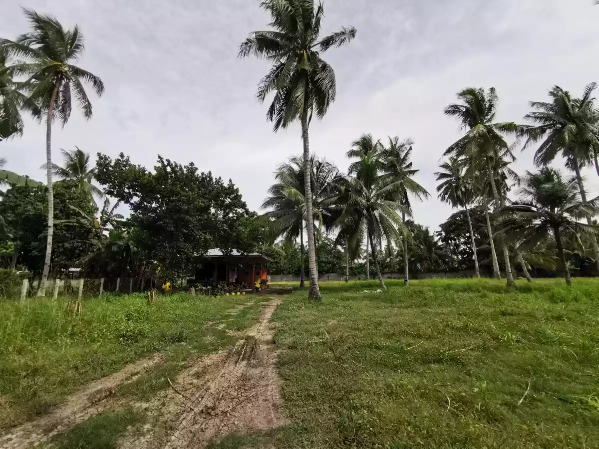 3 Hectares Farm Lot in Katanggawan — Agricultural Lot in General Santos City, South Cotabato, Philippines — Photo 2