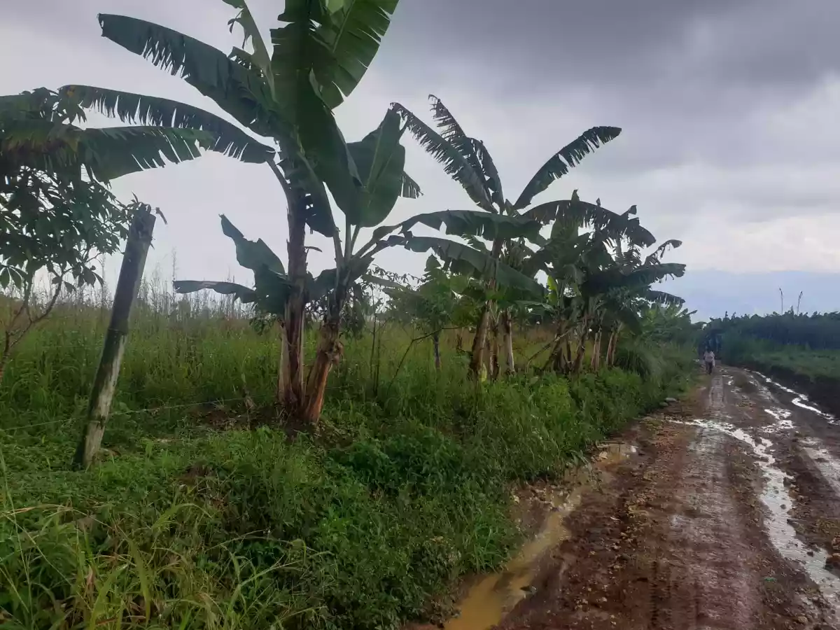 Agricultural Lot for Sale! — Agricultural Lot in Bukidnon, Philippines — Photo 5