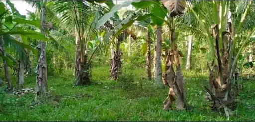 Very rush sale lot only — Agricultural Lot in Cebu, Philippines — Photo 5