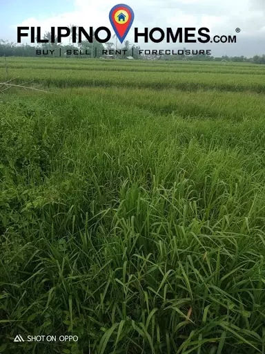 Agri Lot — Agricultural Lot in Naga, Camarines Sur, Philippines — Photo 4