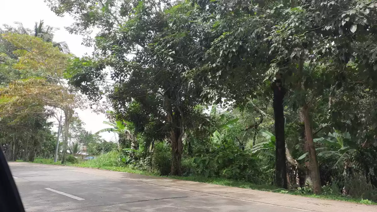 Lot for Sale in Claveria — Agricultural Lot in Misamis Oriental, Philippines — Photo 6