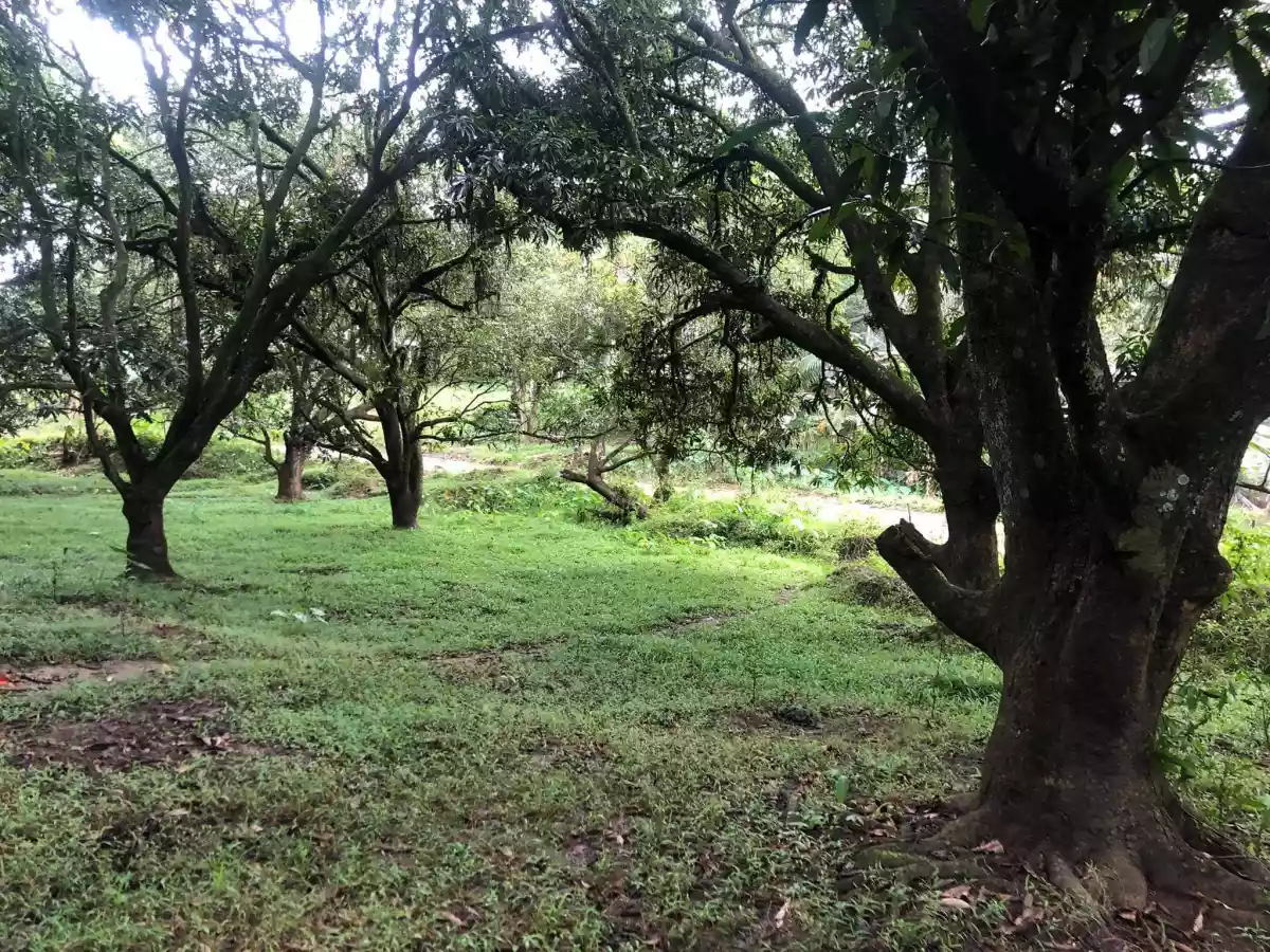 FARMLOT IN MINGLANILLA - photo 7