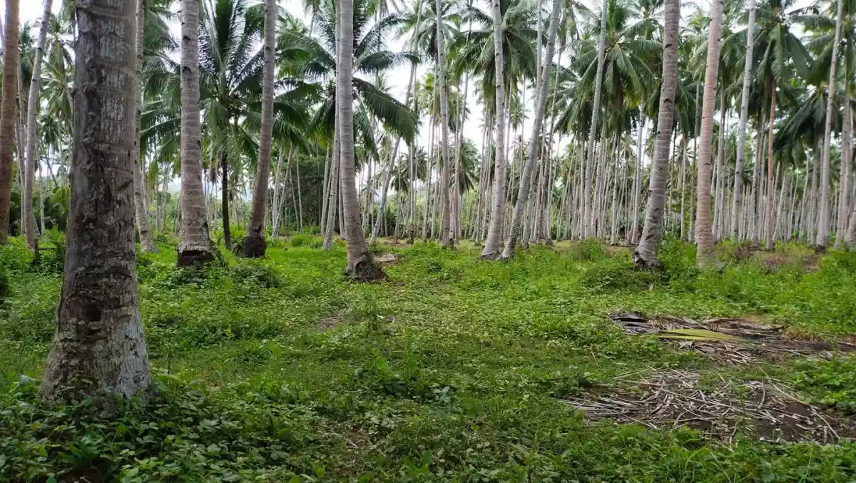 T-4851 — Agricultural Lot in Glan, Sarangani, Philippines — Photo 4