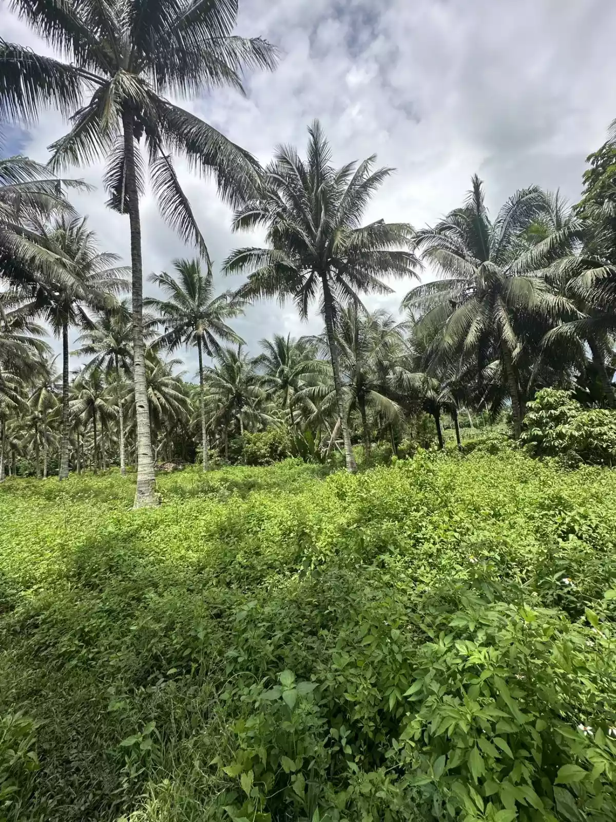 3 Hectares Farm in Polomolok with full of Coconut Trees  - photo 6