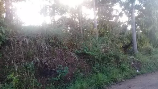 Farm lot for sale in Lamesa, Balamban - photo 4