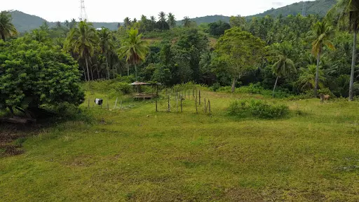 2 hectare farm lot property for sale in Oguis, Initao, Misamis Oriental
 - photo 5
