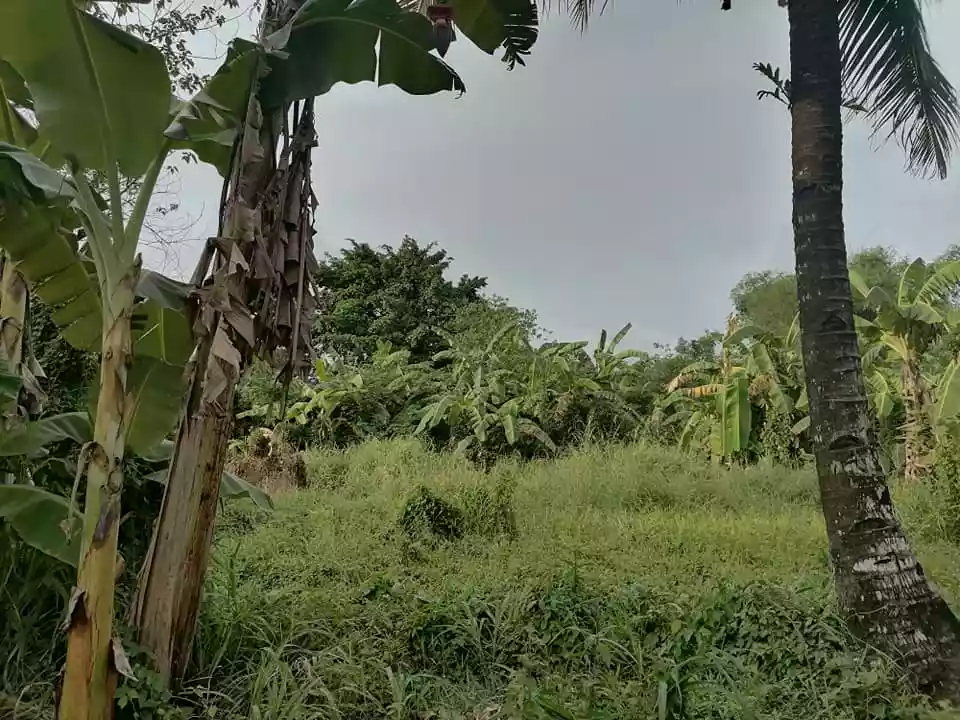 1.3hec land near highway Mandacpan Butuan City — Residential Lot in Butuan City, Agusan Del Norte, Philippines — Photo 3