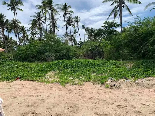 Beach Lot for Sale — Beach Lot in Masbate, Philippines — Photo 6