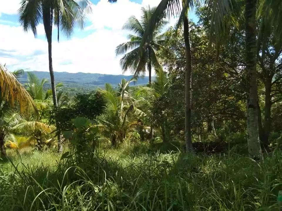 Agricultural Lot/Farm Lot for Sale in Barili Cebu