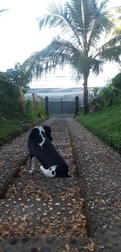 Beautiful Beach House in Siaton, Negros Oriental — Beach House / Resort in Siaton, Negros Oriental, Philippines — Photo 5