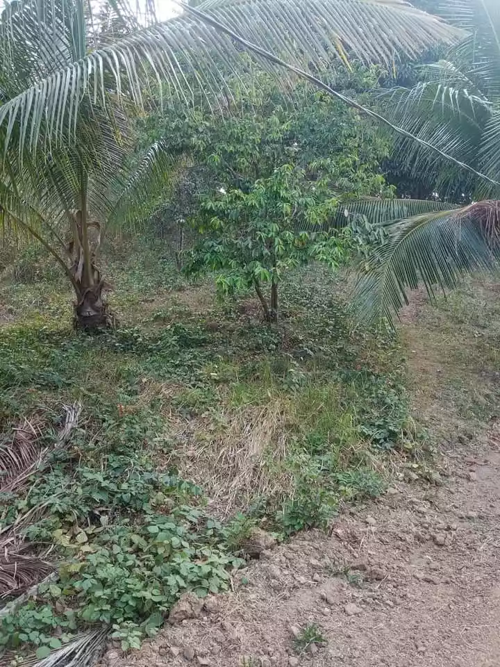 RUSH SALE LOW LOW PRICE FARM LAND WITH FRUIT BEARING TREES IN ROSARIO BATANGAS - photo 4