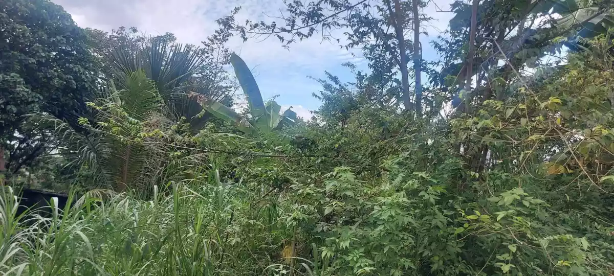 Lot for Sale-Overlooking Mactan channel - photo 6