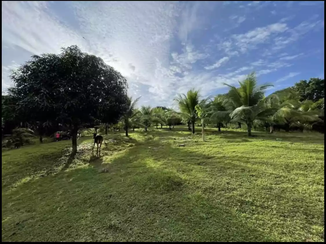Titled Farmlot in Toledo City — Agricultural Lot in Cebu, Philippines — Photo 4