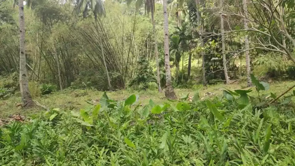 Agricultural land for sale — Agricultural Lot in Poro, Cebu, Philippines — Photo 5