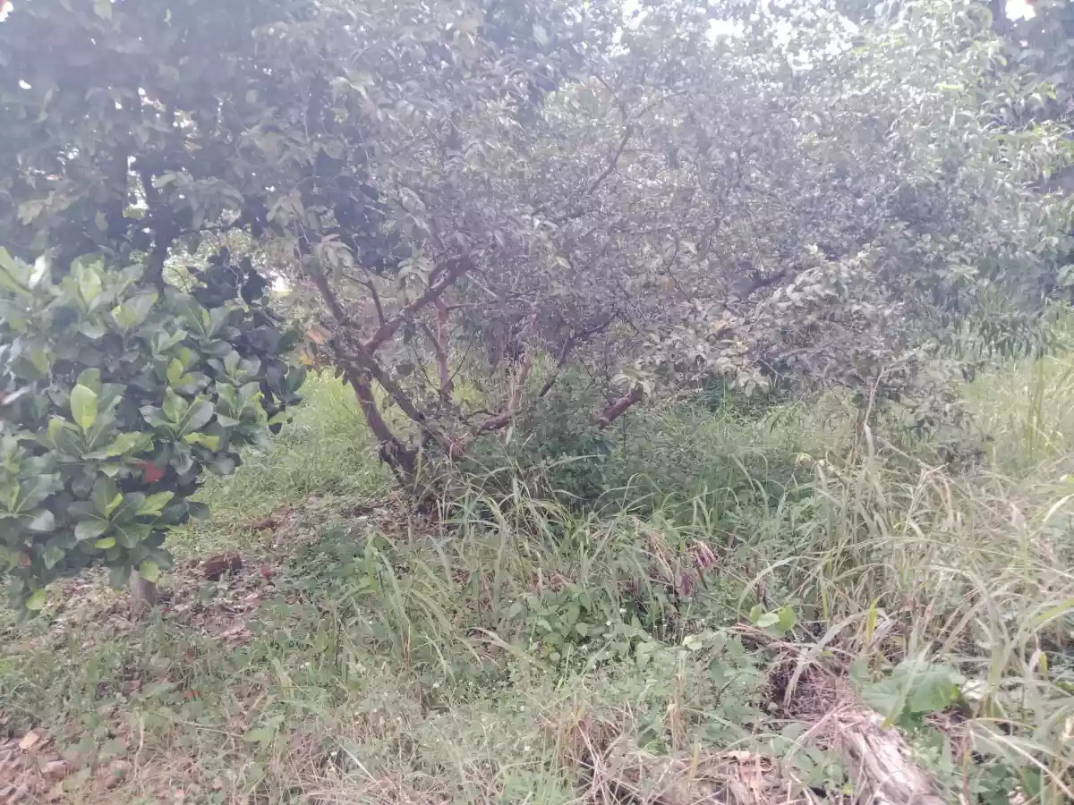 RUSH SALE:RESIDENTIAL LOT in Fresno Parkview Subdivision! — Residential Lot in Brgy, Cagayan de Oro, Misamis Oriental — Photo 3
