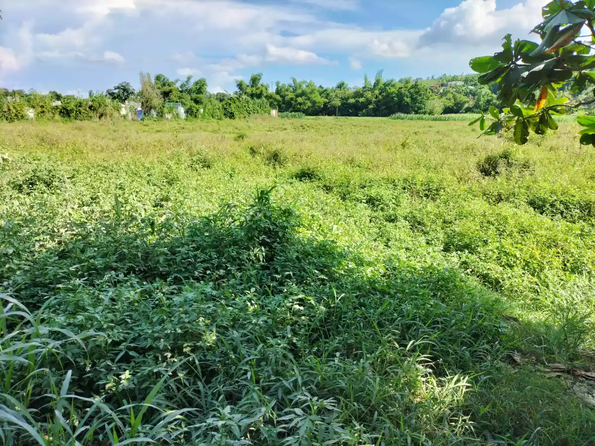 Industrial lot for sale - photo 5