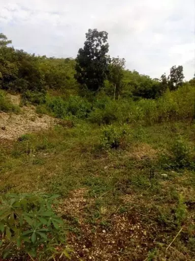 Agricultural Land in Asturias for sale! — Agricultural Lot in Asturias, Cebu, Philippines — Photo 5