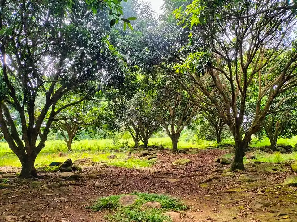 Agricultural Lot with 60 Mango Trees - photo 4