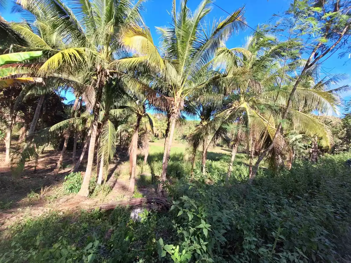 Lot Only in Cambanay — Agricultural Lot in Danao City, Cebu, Philippines — Photo 6
