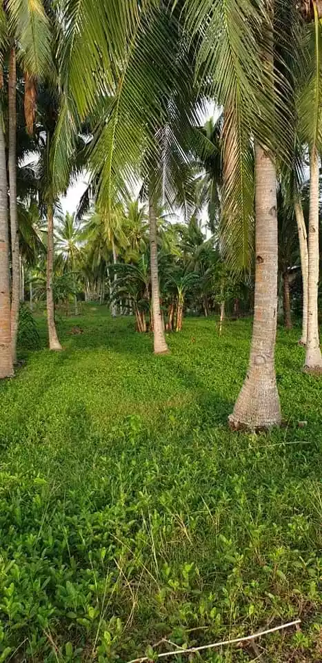 Beachlot white sand - photo 2