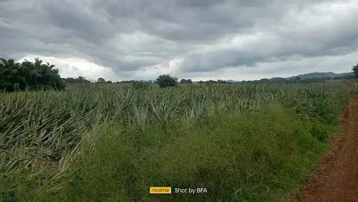 Lot For Sale — Agricultural Lot in Unnamed Road, Manolo Fortich, Bukidnon — Photo 5