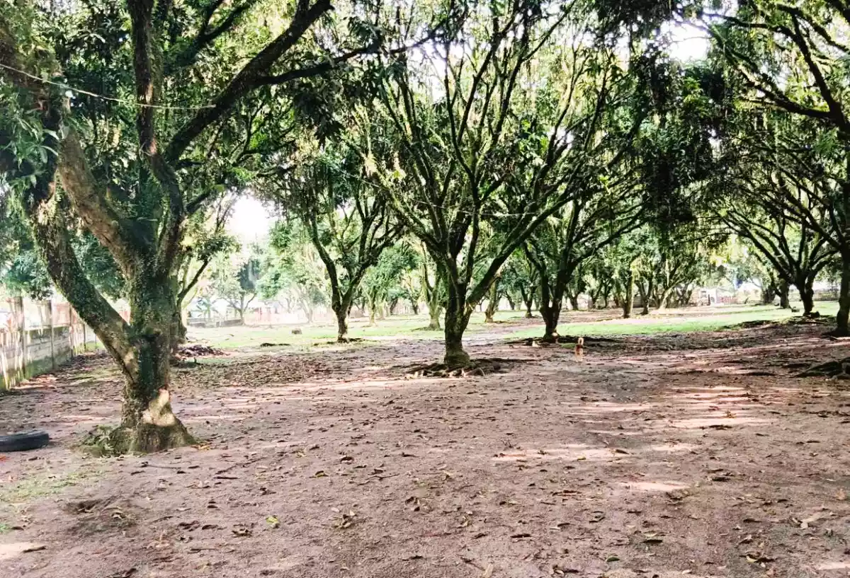 Income generating 8 hectare Farm for sale! — Agricultural Lot in Surallah, South Cotabato, Philippines — Photo 4