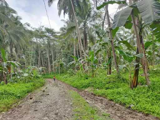 8,815sqm Farmland along the road — Agricultural Lot in Butuan City, Agusan Del Norte, Philippines — Photo 3