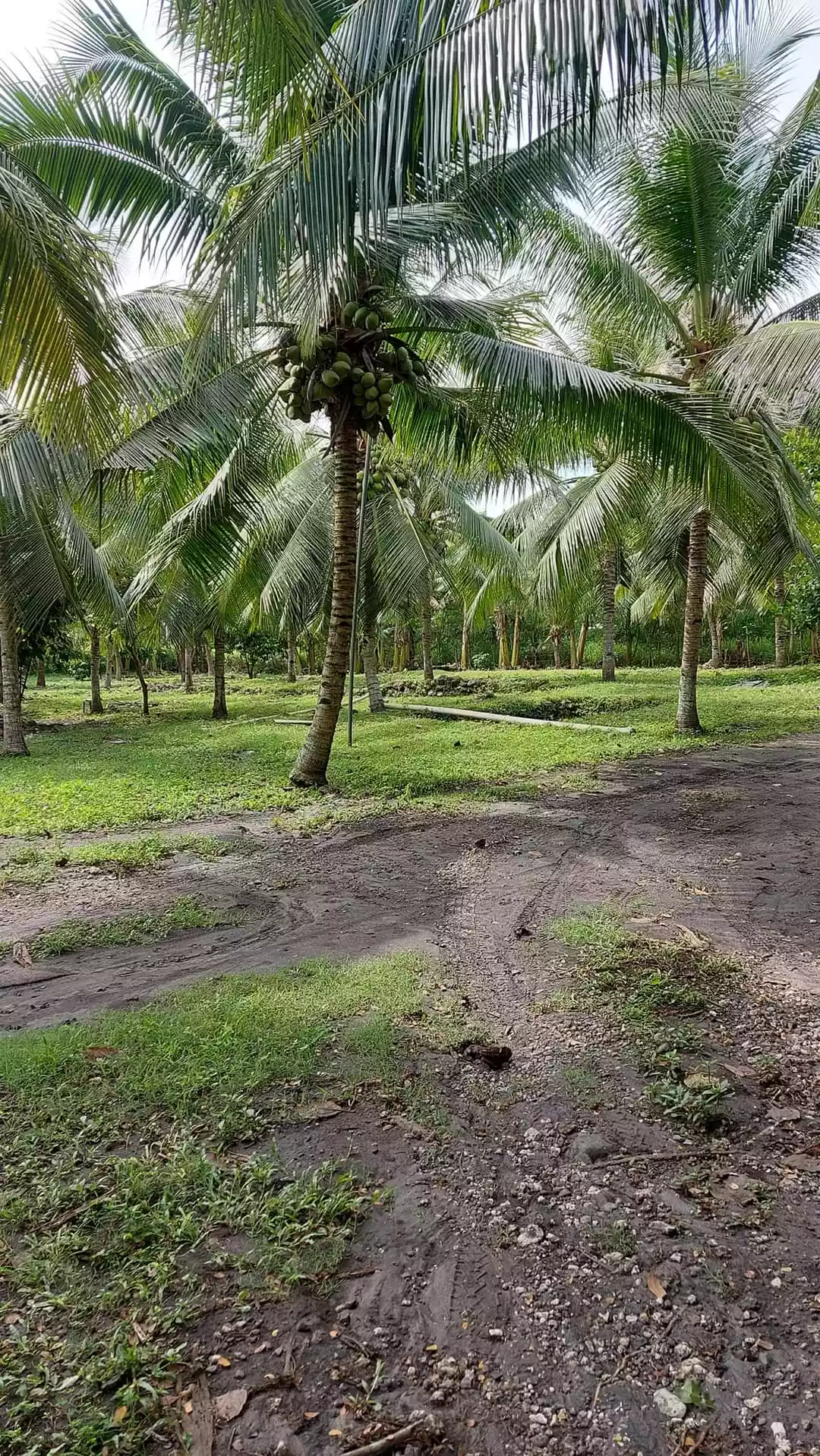 1 hectare Farm for Sale in General Santos City - photo 4