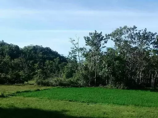 Lot along the provincial road in Bohol