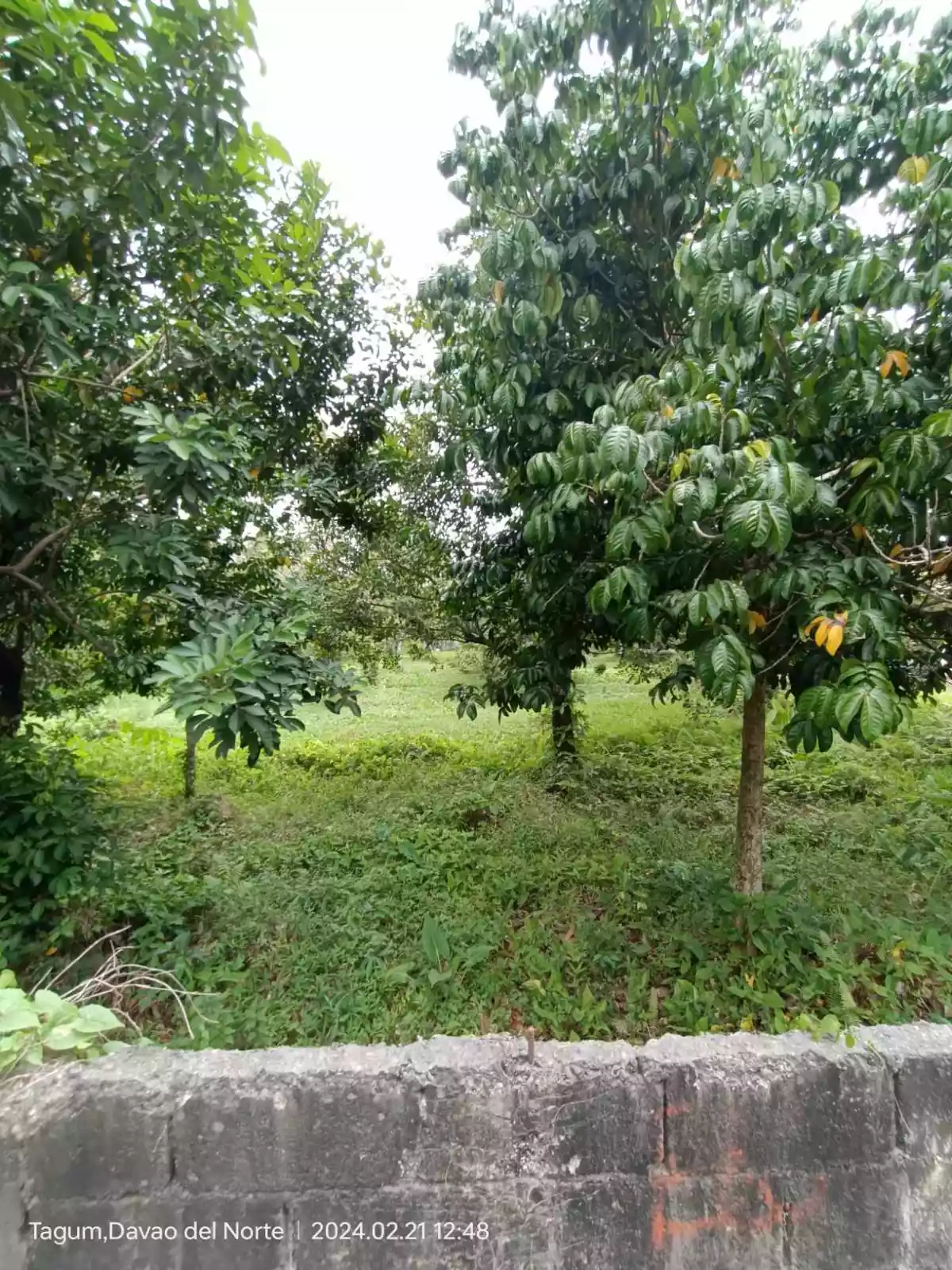 10398 sqm COMMERCIAL LOT IN MABINI ST, MAGUGPO SOUTH, TAGUM CITY - photo 7