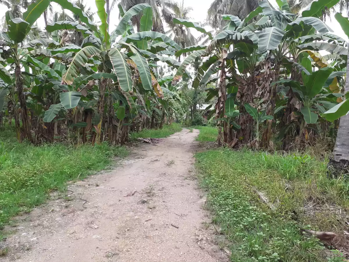 Lot 2.5 hectares - photo 6