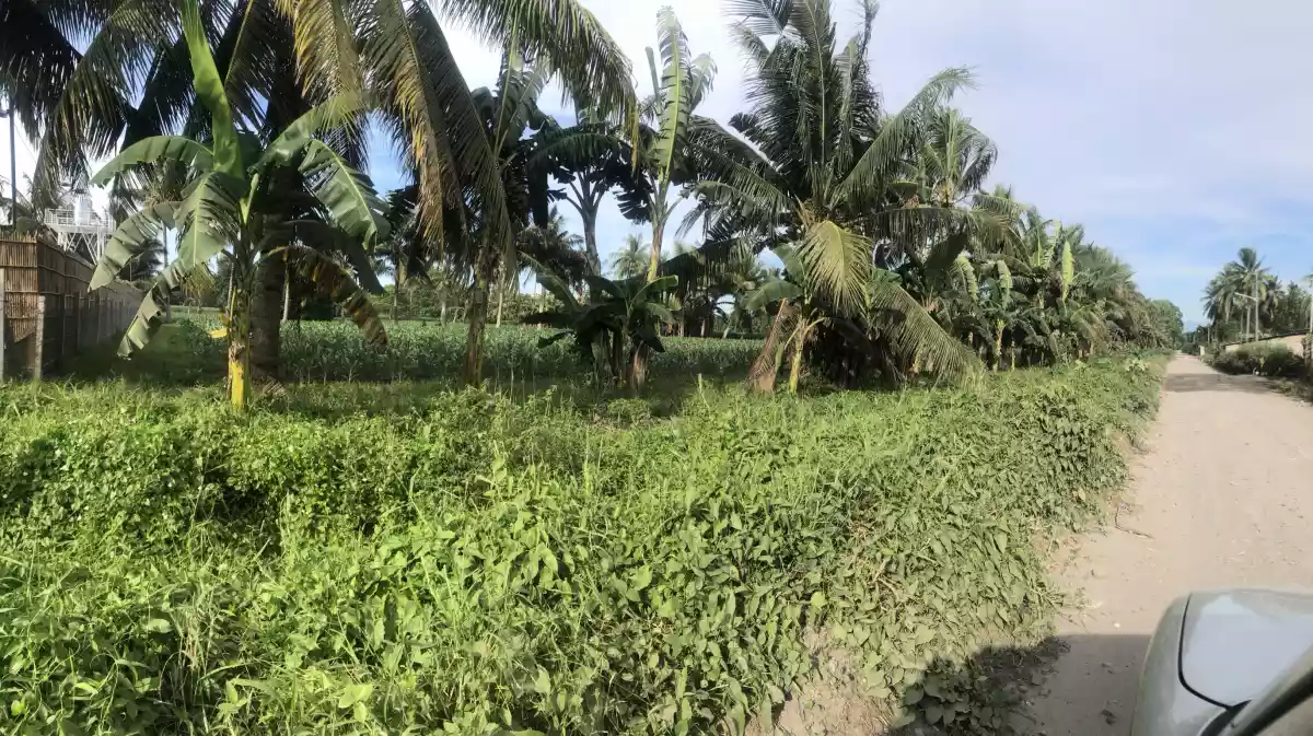 Katangawan Area 1.6 Hectare